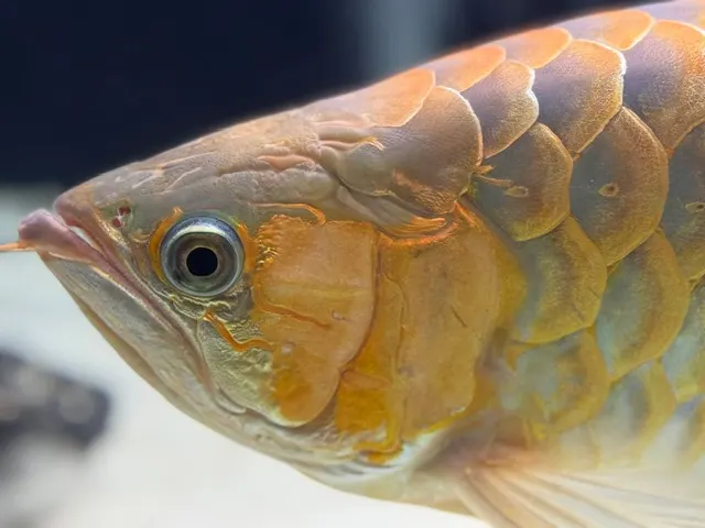 Asiatisk Arowana – Fakta, pleje og fascination af dragefisken